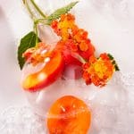 Roger & Fleur d'Osmanthus Gallet Soap 100g - Image 5